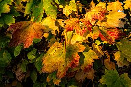 Colourful maple leaves by Dieter Walther