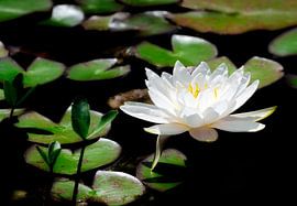 White water lily flowers in the garden pond