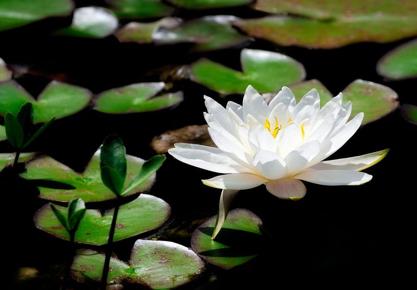 Witte waterleliebloemen in de tuinvijver van ManfredFotos
