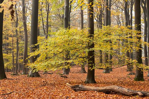 Herfst bos op de Utrechtse Heuvelrug
