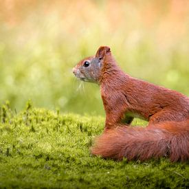 Eichhörnchen auf Moos im Wald von Cynthia Verbruggen