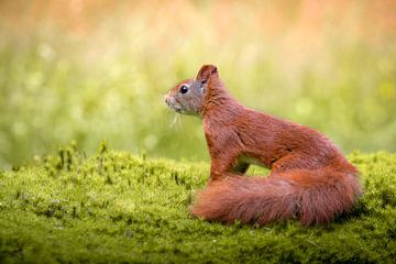 Squirrel on moss in the forest by Cynthia Verbruggen