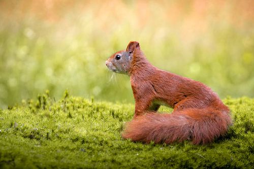 Eekhoorn op mos in het bos
