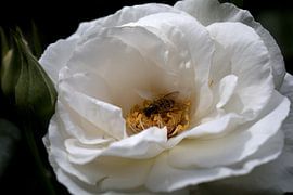 une rose blanche avec une mouche