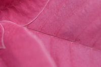 Roze bladeren