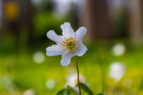 Anemone in springtime sun