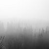 Mistig bos in zwart wit fotoprint van Manja Herrebrugh - Outdoor by Manja