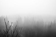 Mistig bos in zwart wit fotoprint van Manja Herrebrugh - Outdoor by Manja thumbnail