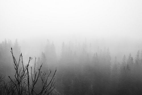 Mistig bos in zwart wit fotoprint