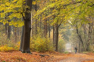 Sentier forestier sur la crête de la colline d'Utrecht sur Peter Haastrecht, van