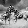 Vechtende Zebras in zwart-wit van Chris Stenger
