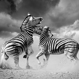Kämpfende Zebras in Schwarz und Weiß von Chris Stenger