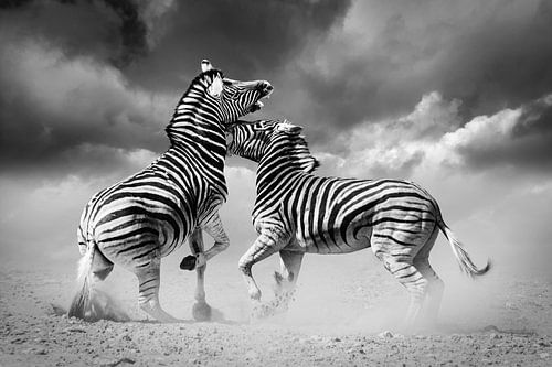 Vechtende Zebras in zwart-wit van Chris Stenger