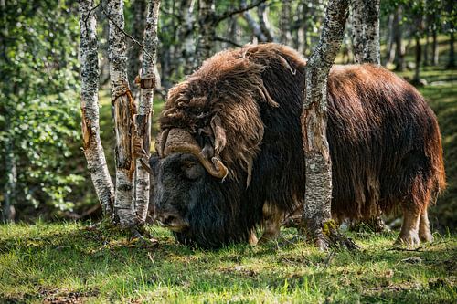 Muskusos in Noorwegen