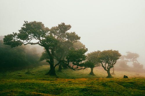 Scène de conte de fées à la forêt nuageuse du Fanal II | Madère | Paysage