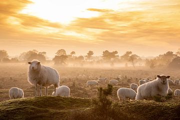 Sheep on the Aekinger sand by Arie Flokstra Natuurfotografie