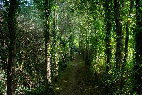 Waldweg