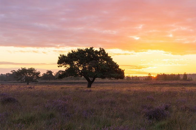 Most beautiful tree in drenthe in the sunlight during sunrise - Dwingelderveld (Netherlands) by Marcel Kerdijk
