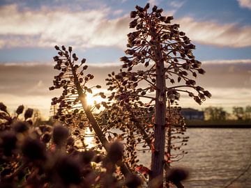Tiges fleuries rouges le long de l'eau à l'heure d'or sur Jan Willem de Groot Photography
