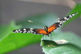 Butterfly by Jasper