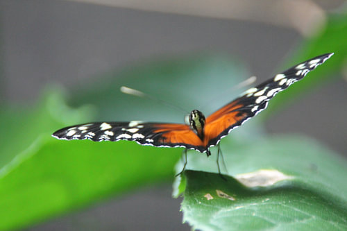 Papillon