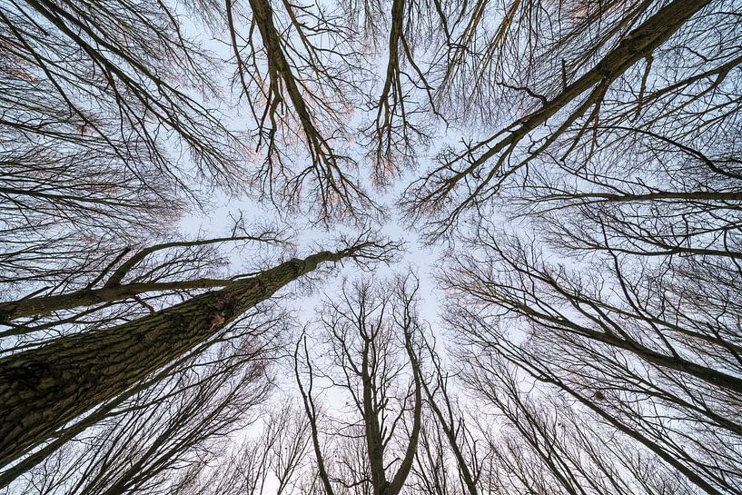 A la cime des arbres par Marcel Derweduwen