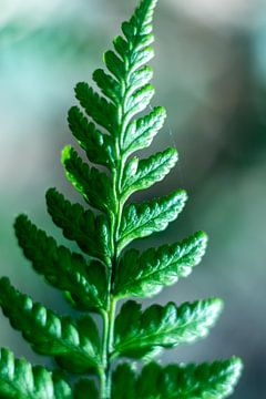 Varen, plant, botanische kunst van Karijn | Fine art Natuur en Reis Fotografie