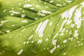 Green and white leaf by BNW Nude Art