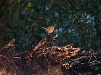 Robin
