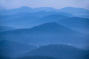 BLAUE STUNDE im Pfälzer Wald