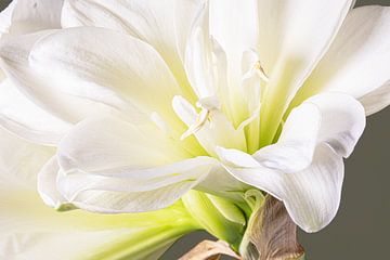 Close-up van een witte Amaryllis van Willy Sengers