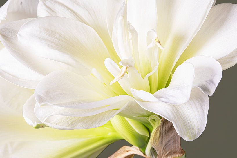 Gros plan d'un amaryllis blanc par Willy Sengers