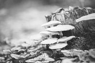 Pilze im Sonnenlicht schwarz und weiß von Chris Snoek Miniaturansicht