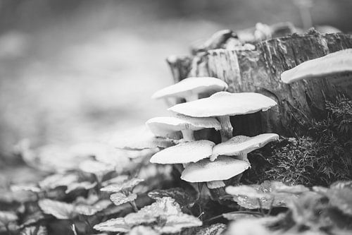 Paddestoelen in zonlicht zwart en wit