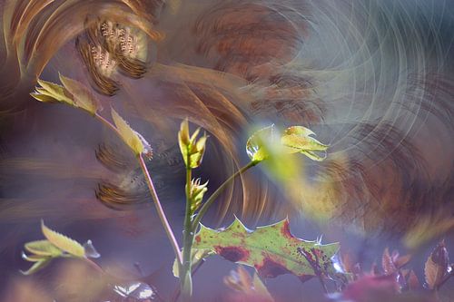 Gekwelde jonge spruit