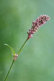 Peachwort by Miranda van Triest