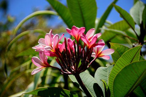 Roze frangipani
