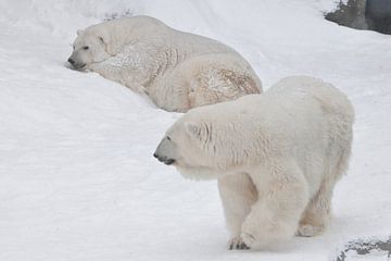 Twee ijsberen - mannetjes en vrouwtjes die imposant op de sneeuw liggen.