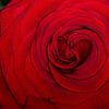 Gros plan sur la rose rouge en fleur sur Photo Henk van Dijk