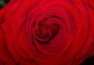 Gros plan sur la rose rouge en fleur par Photo Henk van Dijk Aperçu