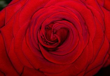 Nahaufnahme blühende rote Rose