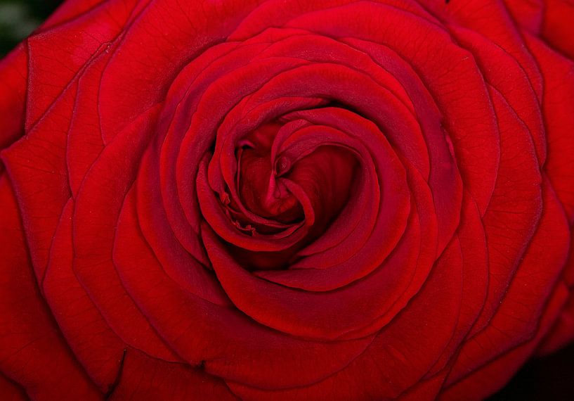 Close-up bloeiende rode roos van Photo Henk van Dijk