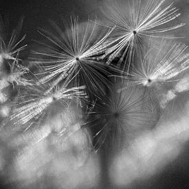 Fluff sur Elke van Putten