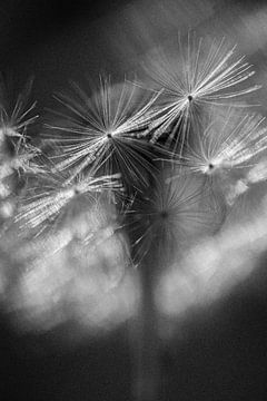 Fluff by Elke van Putten