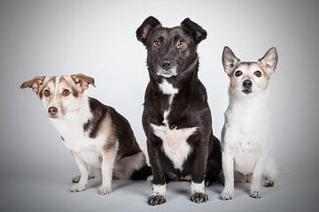 3 honden in de studio van Lotte van Alderen