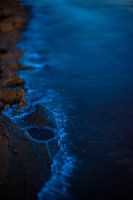 de lichtende zee