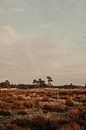 Nationalpark Die Loonse- und Drunense-Dünen von Amber den Oudsten Miniaturansicht