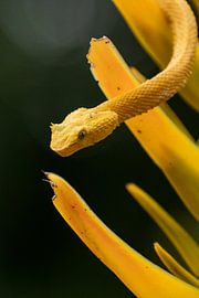 Gelbe Wimpern-Palmenschrecke, Costa Rica von Mirjam Welleweerd