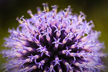 Ball Thistle by Rob Boon