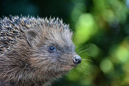 Hedgehog in the nature